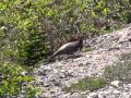 Willow Ptarmigan with chick (2)