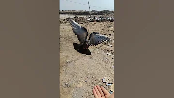 احلى طير اليف لايك واشتراك وتعليق جميل 