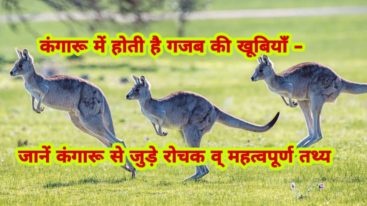 Amazing Kangaroo Facts in Hindi || Interesting Facts About Kangaroo in Hindi