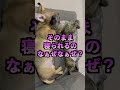 兄弟子犬を引き取ったときのあるある【そらまり日記】
