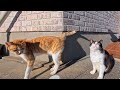 漁港の街で発見！道のど真ん中で寝転ぶ猫ちゃんが可愛すぎた