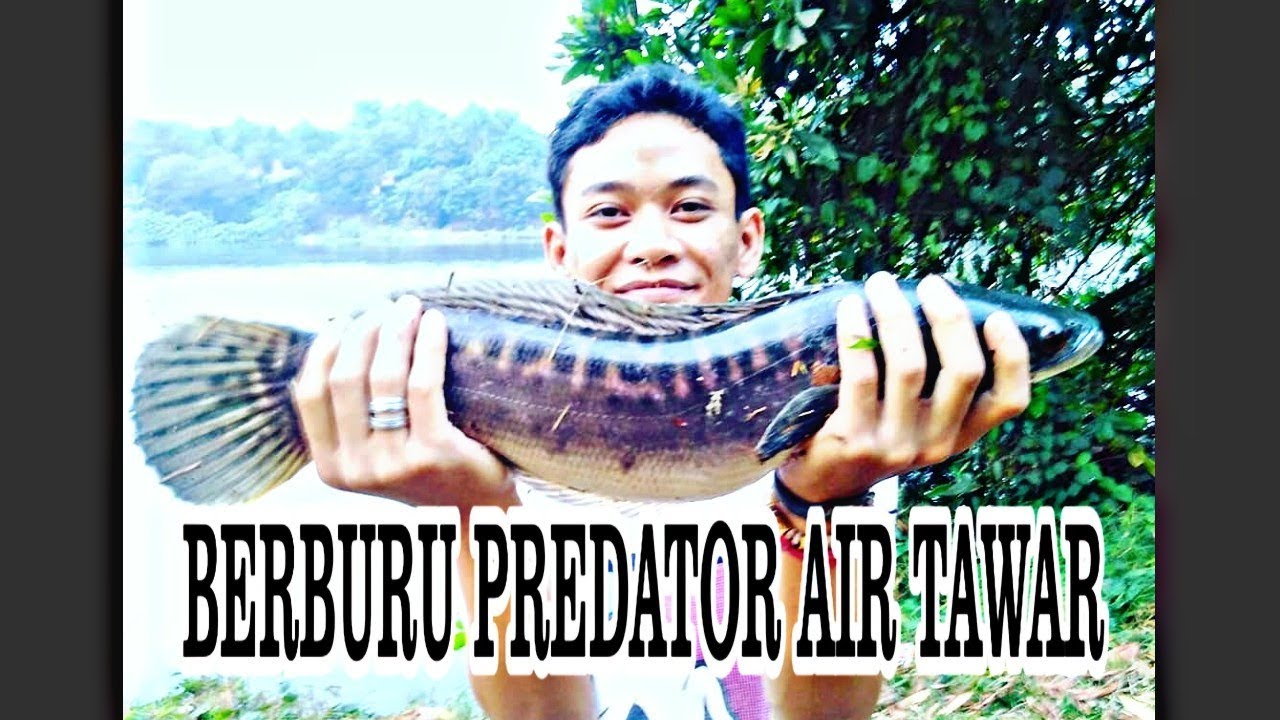 Mancing MAMA TOMAN DI DANAU PUSPIPTEK MUNCUL