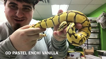 MY TOP 5 FAVORITE BALL PYTHONS!!!!