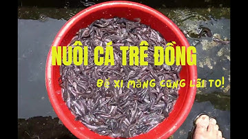 Làm Giàu Từ Mô Hình Nuôi Cá Trê Đồng Trong Bể Xi Măng  | Bí Quyết Thành Công