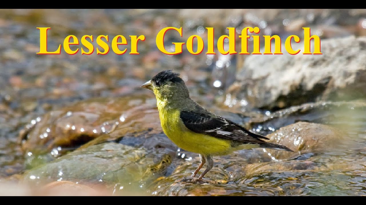 At Your Feeder: Lesser Goldfinch
