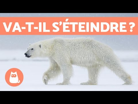 Vidéo: Les Ours Polaires évoluent - Vue Alternative