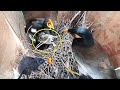 Bird myna traps rat breaking its head  tail  myna bird feeding rat to baby  ep 62