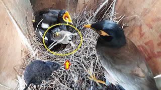 Bird Myna TRAPS Rat Breaking its Head & Tail | Myna bird Feeding Rat to baby | EP 62