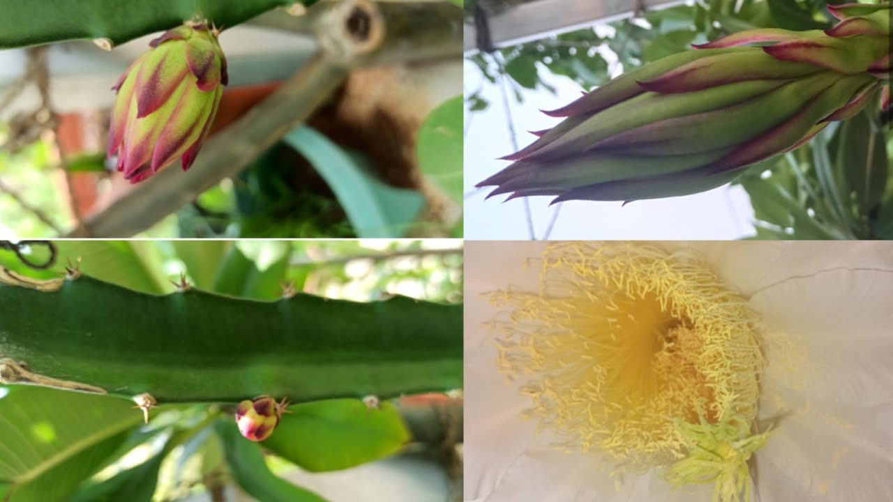 Red Dragon Fruit Bud To Bloom Stages