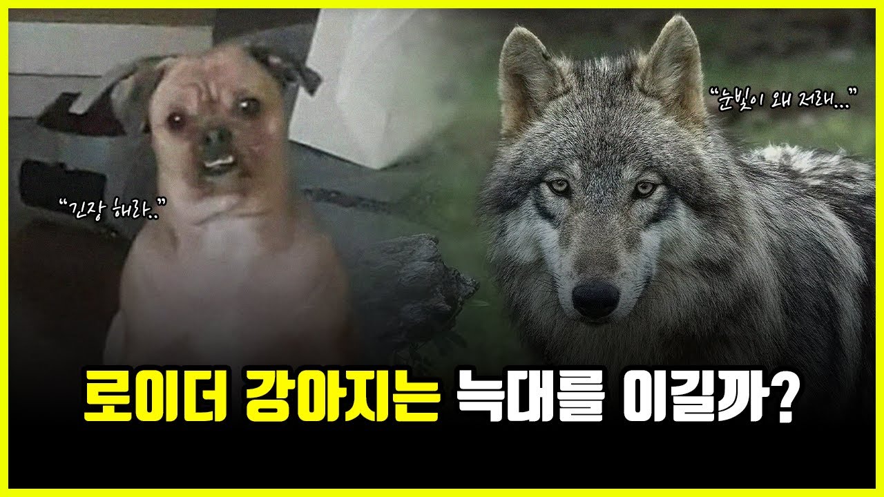 '로이더' 강아지는 늑대와의 맞짱에서 이길 수 있을까? (feat. 핏블리, 캉갈)