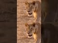 Lioness scares off Leopard! #Lion #Leopard #Bigcats