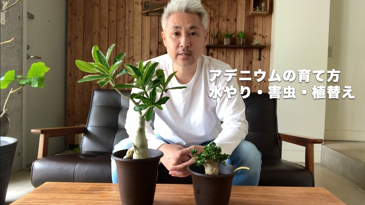 アデニウムの育て方 水やりの基本 害虫 植え替え オベスムとアラビカム Youtube