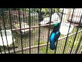 Suara Memanggil Pancingan Konin Ikut Gacor Mp3 - Mp4 Download