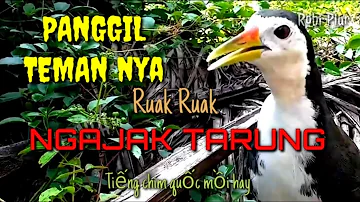 🔴 Suara pikat ruak panggil teman ngajak tarung-kawin Tiếng chim quốc mồi hay #suarapikatmp3