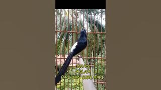 AMPUH... PANCING EMOSI BURUNG MURAI