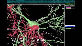 How to Use Neuroglancer - 3D and 2D basics