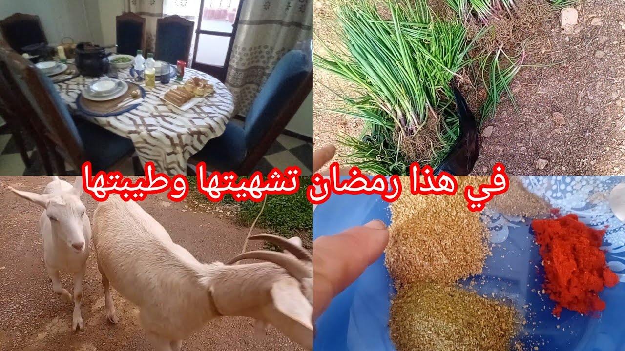 روتينات  المرأة القبائلية  حتى في رمضان هي في champ  والكوزينة 