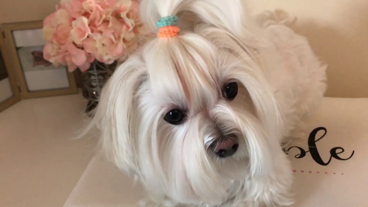 Growing out Paris’ tear-stains??