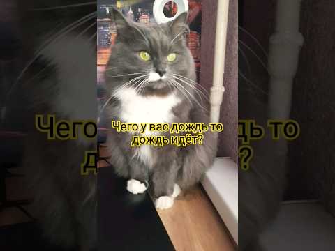 Бонечка#УВасДождьИдёт#cat #позитив #улыбнись #подпишишь #cat #юмористическийконтент #shortvideo #мем
