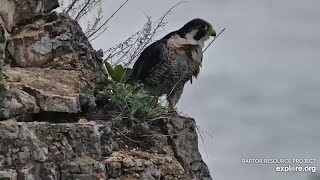 Great Spirit Bluff Falcons : Intruder falcon (explore.org 05 13 2023)