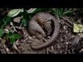 Sleeping Pangolin