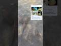I love blue spotted stingrays….
