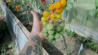 Рязань. Обзор томатов у новичка. 20 июля 2023. 2 недели идут дожди. Напали слизни.