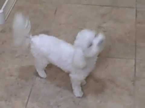 Maltese Puppy Bella Before Surgery You Maltese Puppy Bella Before Surgery