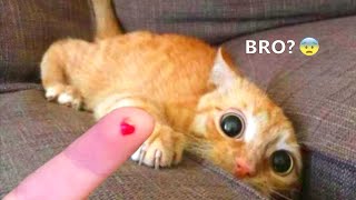 Funniest Animals - Best Of The 2022 Funny Animal Videos #5