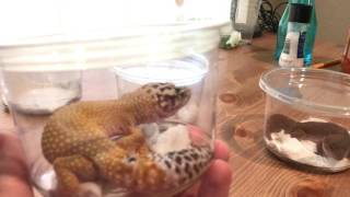 Unboxing Leopard Geckos: 4 Beautiful Morphs - Ultra Hypo - Jungle - Midnight Blizzard -
