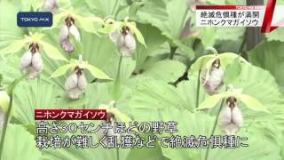 瑞穂町の耕心館　絶滅危惧種・ニホンクマガイソウが満開