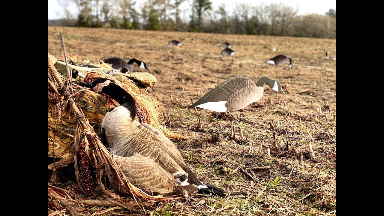 South Carolina Goose Hunting Jan 21 YouTube