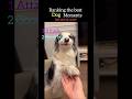Ranking the best dog moments
