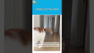 Cat Drift Mode On - zoolol