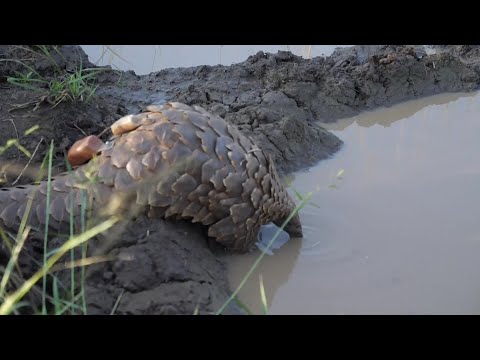 Vidéo: Y a-t-il des pangolins en Afrique du Sud ?