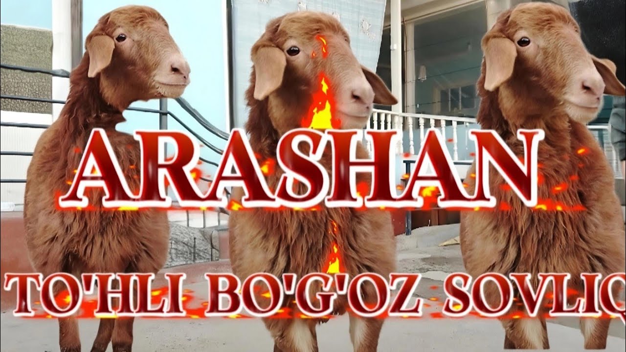 TO'HLI YIRIK BO'G'OZ SOVLIQ NAHT BO'G'OZ SOVLIQ 3,700DAN 