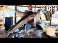 25kg big indo pacific sailfish cutting skills  knife techniques never seen before