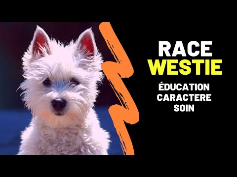 Vidéo: West Highland White Terrier Ou Race De Chien Westie Hypoallergénique, Santé Et Durée De Vie