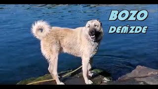 KORKUSUZ BOZO VE DERMAN I BİT PİRE YE KARŞI TUZLU DENİZ SOYUNA SOKTUK