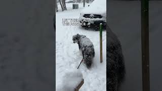 How to bring a husky indoors: you don’t #husky #dogs ￼