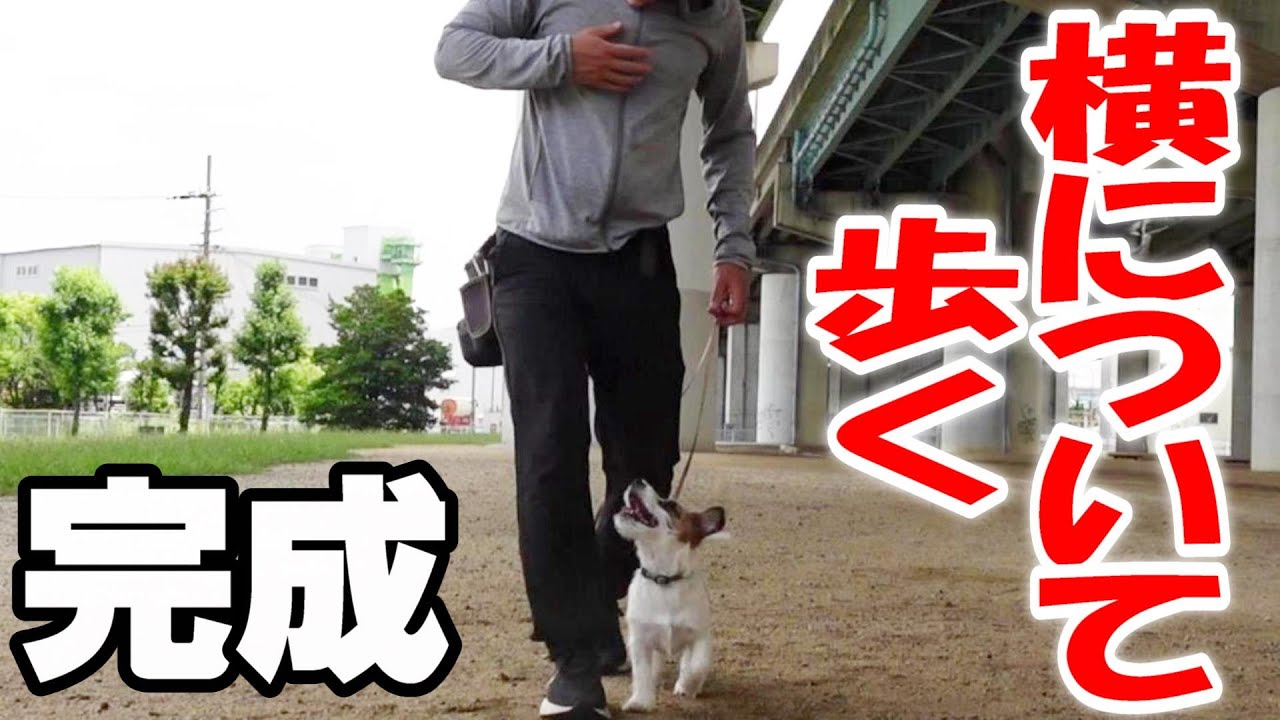 第16回ミート君の犬しつけ訓練 横について歩く 脚側 が神がかりになりました Youtube 第16回ミート君の犬しつけ訓練 横について歩く 脚側 が神がかりになりました Youtube