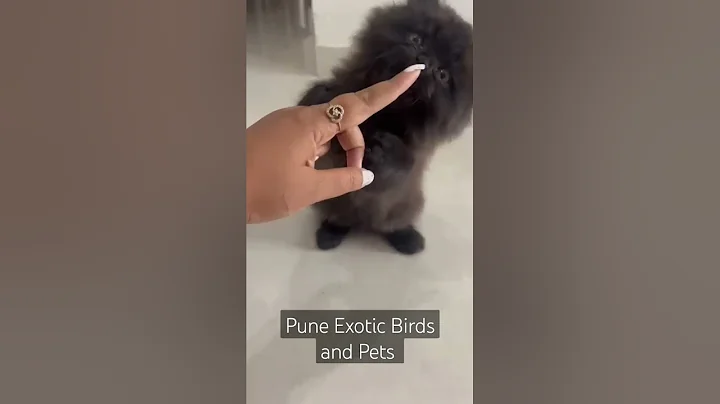 Watch the video about Black Persian Kitten in Pune #shorts #short #kitten #blackkitten #christmas #christmasgifts