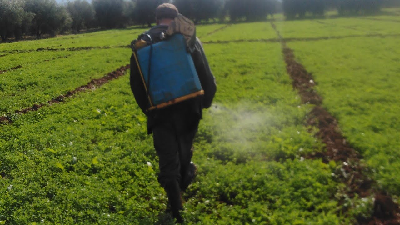 يوم عمل في الحقل رش الفصة بالأدوية ومعلومات مفيدة عن هذا النبات