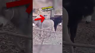 No Creerás lo que Este Burro Hizo en Lugar de Saltar la Valla