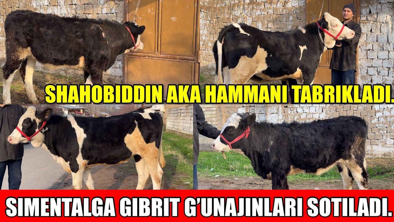 SIMENTALGA GIBRIT G’UNAJINLARI SOTILADI.