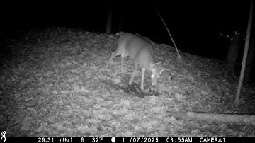 Cool Footage from a Deer Scrape