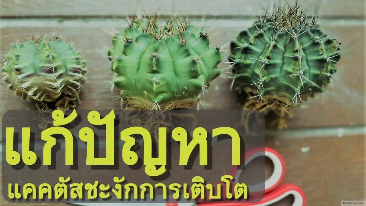 วิธีตัดแต่งรากกระบองเพชรง่ายๆ ช่วยให้กระบองเพชรโตเร็ว [ง่าย & ได้ผลดี]
