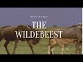 the wildebeest