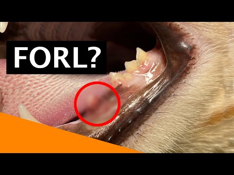 Video: Warum knirscht meine Katze mit den Zähnen, wenn ich sie streichle?