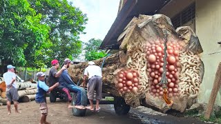 Download Lagu Penemuan mengejutkan pusaka keris di dalam kayu sono keling raksasa di pabrik penggergajian kayu MP3